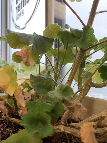 A dying, neglected geranium plant with brown and green leaves sitting on the windowsill of the writing center.